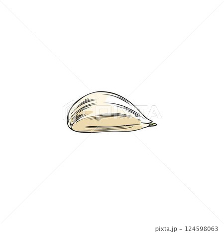 Ripe garlic head sketch vector icon, hand drawn spicy plant food, farm organic fragrant condiment ingredient, flavoring 124598063