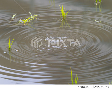 ガスが湧く水田 ガスが湧く水田 124598065