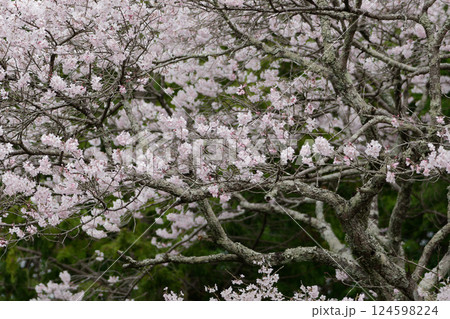 サクラ属の基本野生種 エドヒガンの開花 サクラ属の基本野生種 エドヒガンの開花 124598224