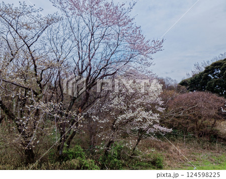 早春の花   モクレン科コブシの開花  124598225