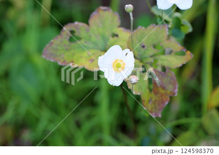 秋の花 シュウメイギク 秋の花 シュウメイギク 124598370