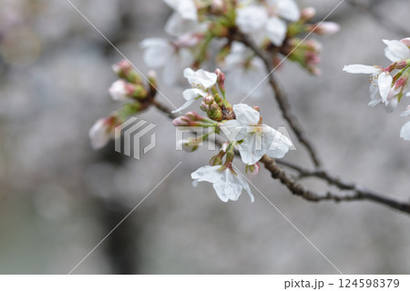 白い桜 124598379