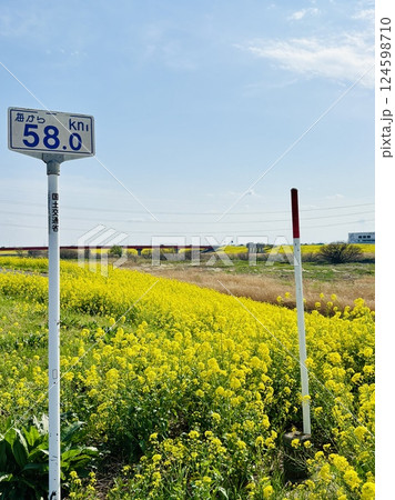海から58km地点にある菜の花絨毯_千葉県_関宿 海から58km地点にある菜の花絨毯_千葉県_関宿 124598710