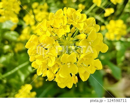 海から58km地点にある菜の花絨毯_千葉県_関宿 海から58km地点にある菜の花絨毯_千葉県_関宿 124598711