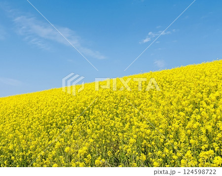 海から58km地点にある菜の花絨毯_千葉県_関宿 124598722