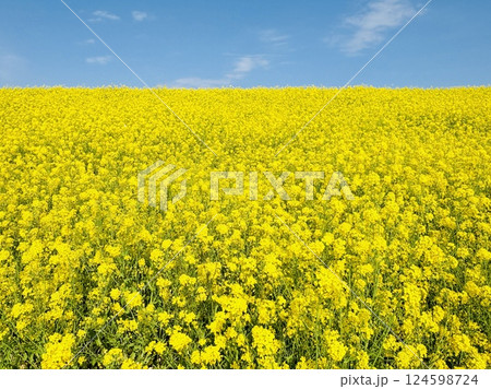 海から58km地点にある菜の花絨毯_千葉県_関宿 124598724