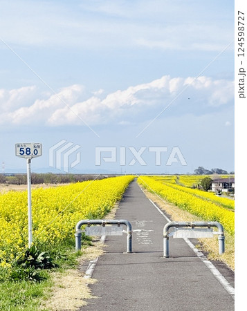 海から58km地点にある菜の花絨毯_千葉県_関宿 海から58km地点にある菜の花絨毯_千葉県_関宿 124598727
