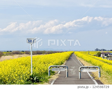 海から58km地点にある菜の花絨毯_千葉県_関宿 124598729