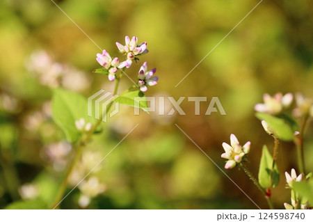 可愛い　ミゾソバの花 124598740