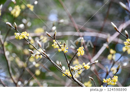 春を告げるダンコウバイの花 124598890