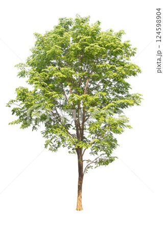 Isolated trees on white background. high qaulity tree on white background, full frame camera shoot for high resolution picture for both printing and web pages. 124598904