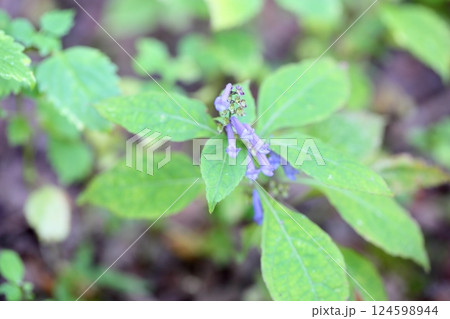 清楚 アキチョウジの花 清楚 アキチョウジの花 124598944