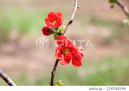 人間のぼけとはまるで違う漢方薬にもなる綺麗なボケの花 人間のぼけとはまるで違う漢方薬にもなる綺麗なボケの花 124599249