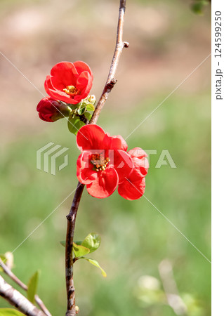 人間のぼけとはまるで違う漢方薬にもなる綺麗なボケの花 124599250