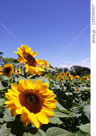 サンパウロ州で咲くヒマワリの花 ブラジル サンパウロ州で咲くヒマワリの花 ブラジル 124599307