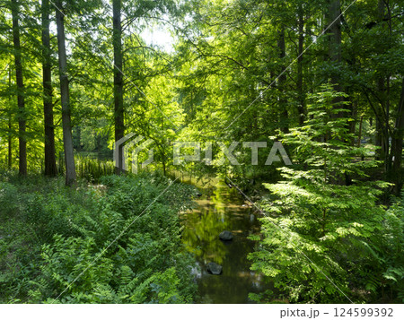 新緑の木々に囲まれた池の風景 124599392