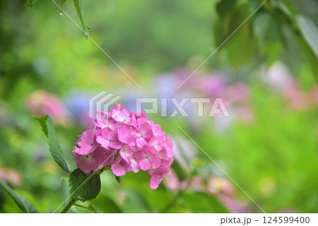 雨中に咲くアジサイ 京都 善峯寺にて 124599400