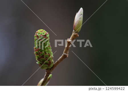 自然　植物　オオバヤシャブシ、三月初旬。膨らみ始めた葉芽と若い雄花、雄花は成熟すると垂れ下がります 124599422
