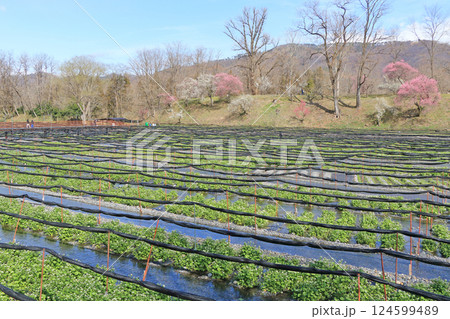 梅の花咲く 春の大王わさび農場 梅の花咲く 春の大王わさび農場 124599489