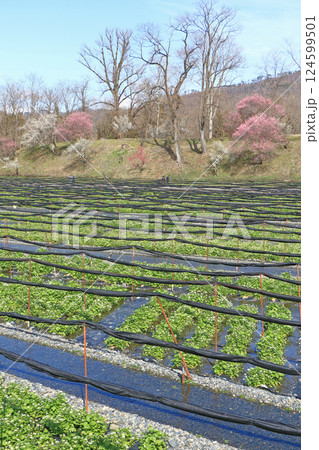 梅の花咲く 春の大王わさび農場 梅の花咲く 春の大王わさび農場 124599501