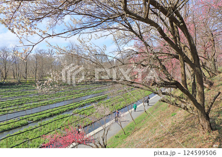 梅の花咲く　春の大王わさび農場 124599506