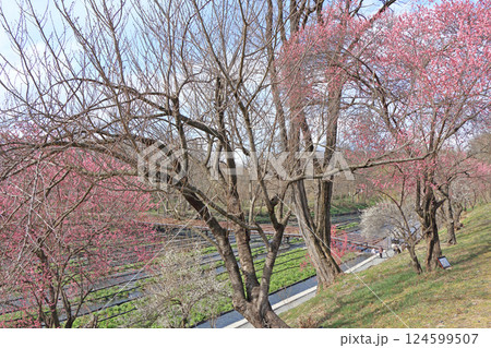 梅の花咲く　春の大王わさび農場 124599507
