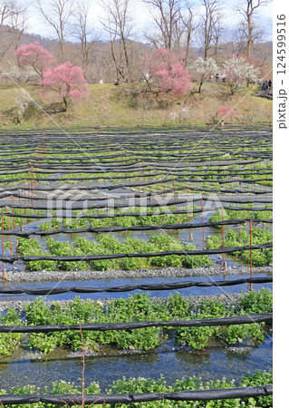 梅の花咲く　春の大王わさび農場 124599516