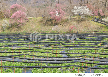 梅の花咲く 春の大王わさび農場 梅の花咲く 春の大王わさび農場 124599520