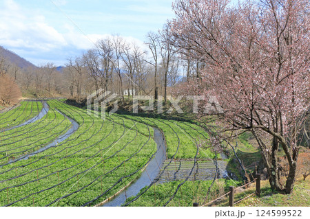 梅の花咲く　春の大王わさび農場 124599522