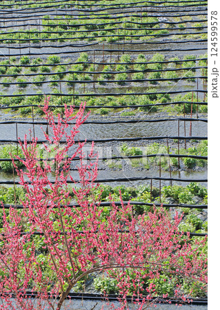 梅の花咲く 春の大王わさび農場 梅の花咲く 春の大王わさび農場 124599578