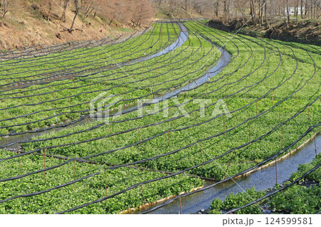 ワサビの花咲く　春の大王わさび農場 124599581