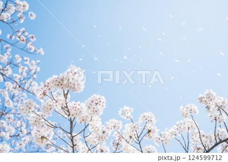 桜吹雪 桜吹雪 124599712