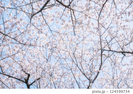 桜と青空 124599734