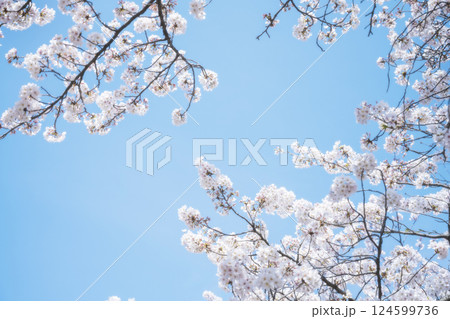 桜と青空 124599736