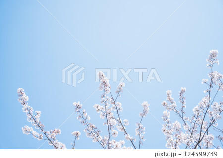 桜と青空 124599739