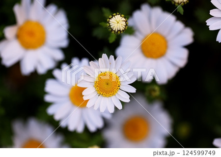 公園に咲くマーガレトの可愛い花 公園に咲くマーガレトの可愛い花 124599749
