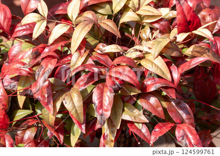 庭木として人気の高いオタフクナンテン【メギ科】 庭木として人気の高いオタフクナンテン【メギ科】 124599761