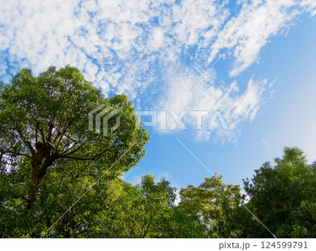 樹木と青空のイメージ 樹木と青空のイメージ 124599791