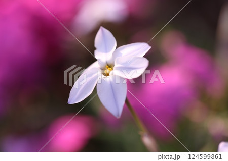 公園に咲くハナニラの花 公園に咲くハナニラの花 124599861