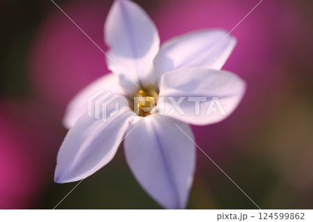 公園に咲くハナニラの花 公園に咲くハナニラの花 124599862