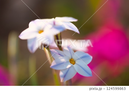 公園に咲くハナニラの花 124599863