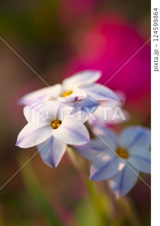 公園に咲くハナニラの花 124599864