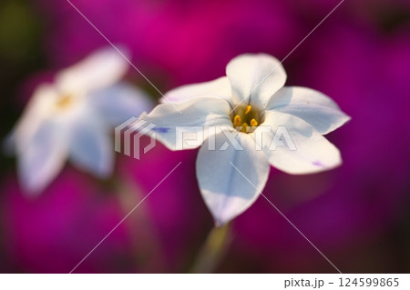 公園に咲くハナニラの花 124599865