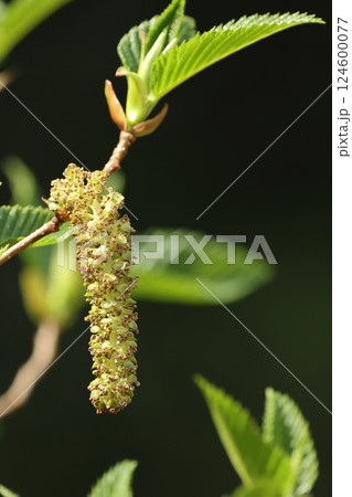自然 植物 オオバヤシャブシ、三月下旬の若葉と雄花。垂れ下がった花序は長さ四~五センチほど 自然 植物 オオバヤシャブシ、三月下旬の若葉と雄花。垂れ下がった花序は長さ四~五センチほど 124600077