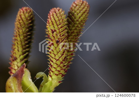 自然　植物　オオバヤシャブシ、雌花序。長さ二センチほど、緑色の苞の隙間から赤色の柱頭が見えます 124600078