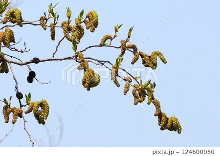 自然 植物 オオバヤシャブシ、三月下旬。今年の花と去年の果実が同居しています 自然 植物 オオバヤシャブシ、三月下旬。今年の花と去年の果実が同居しています 124600080