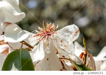 ミケリア・プラティペタウ【モクレン科オガタマノキ属】 ミケリア・プラティペタウ【モクレン科オガタマノキ属】 124600131