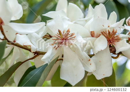 ミケリア・プラティペタウ【モクレン科オガタマノキ属】 ミケリア・プラティペタウ【モクレン科オガタマノキ属】 124600132