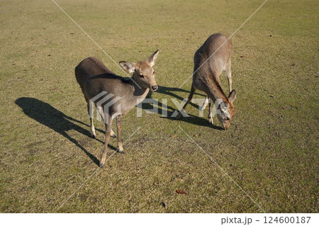 草原でのんびり過ごすシカ	 124600187