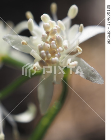 春の陽を受けるキクバオウレン（20250326103515） 124600188